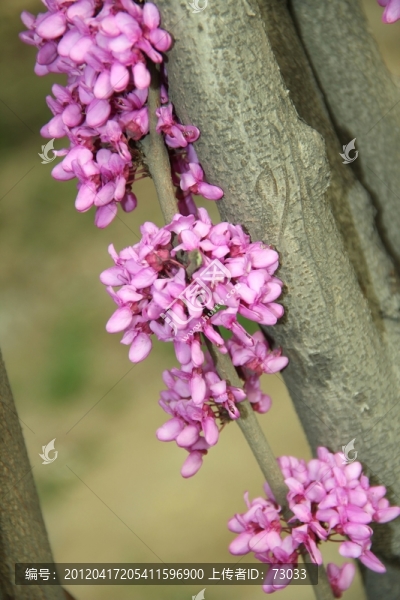 紫荊花