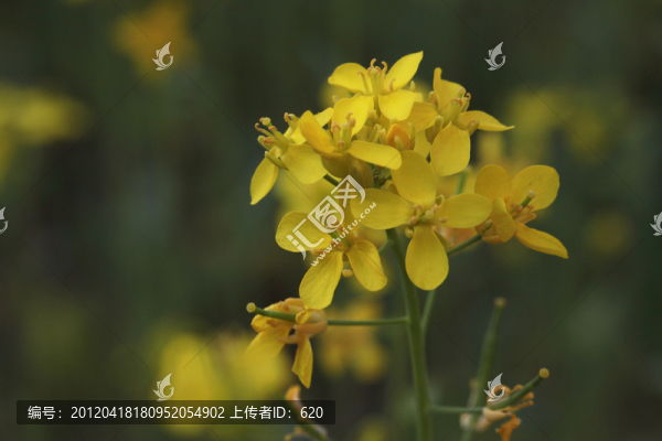 油菜