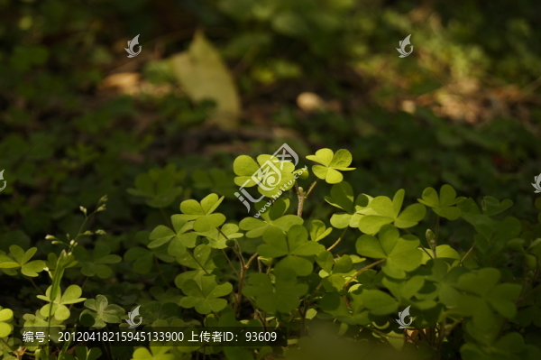 三葉草