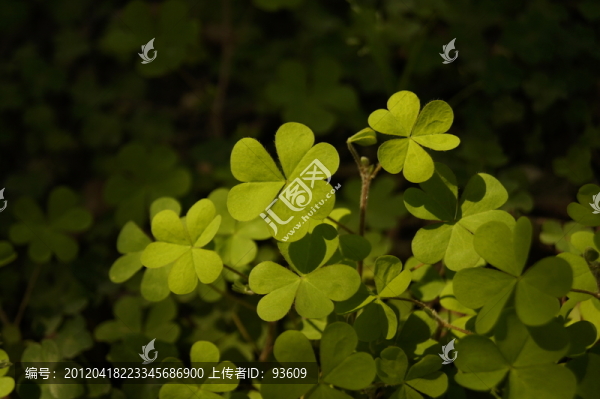 三葉草