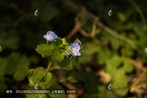 藍(lán)色小花