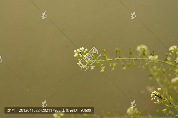 薺菜
