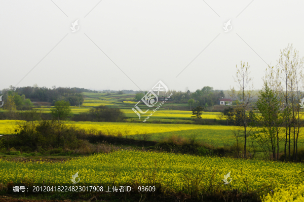 油菜花田