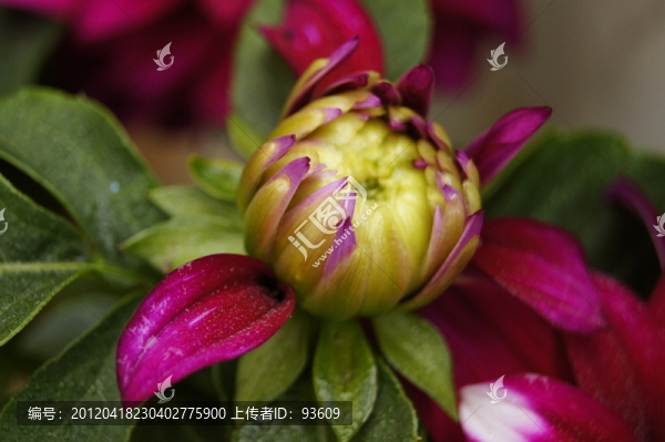大麗花