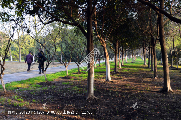樹(shù)林晨光