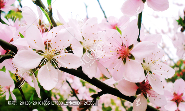桃花