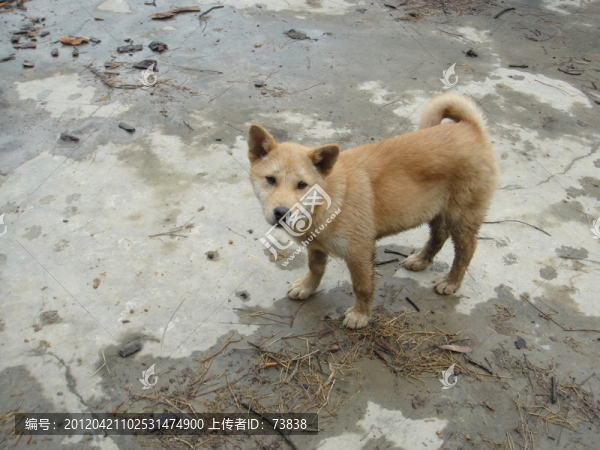 小狗