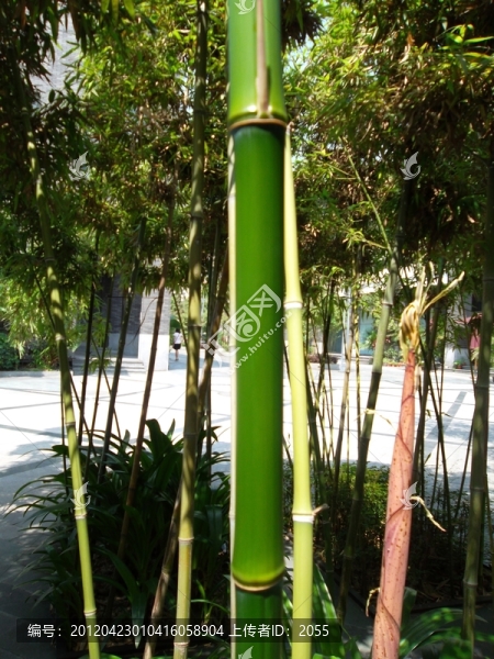 翠竹