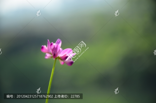 紫云英