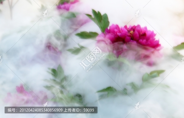 牡丹