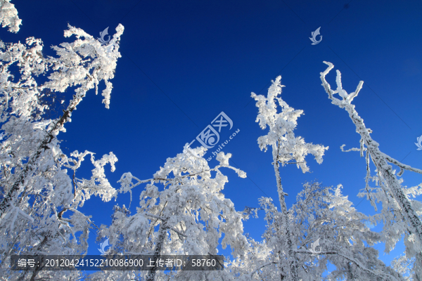 雪林