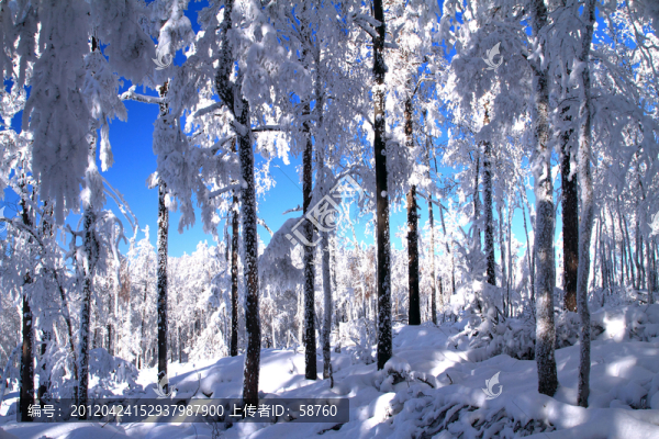 雪林