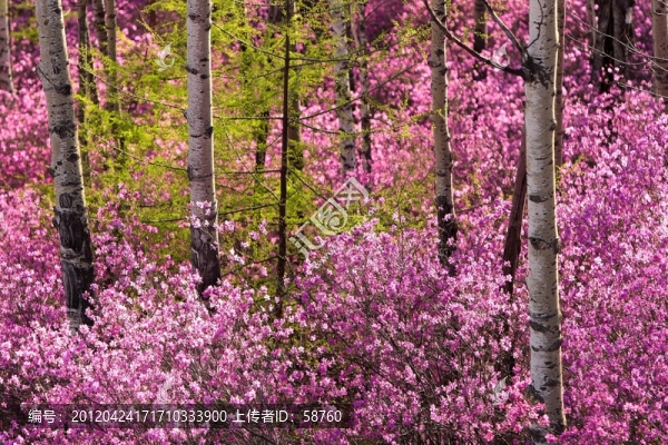 怒放的杜鵑花