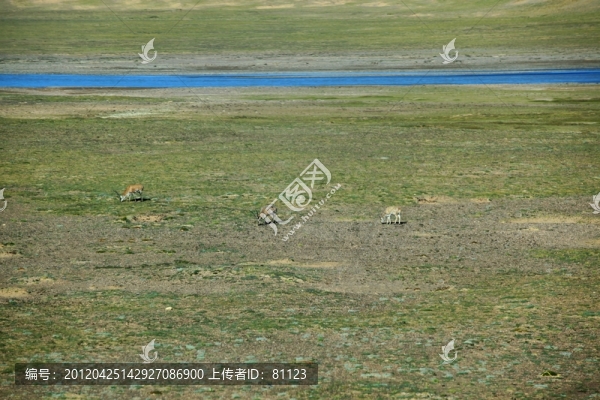 西藏風光