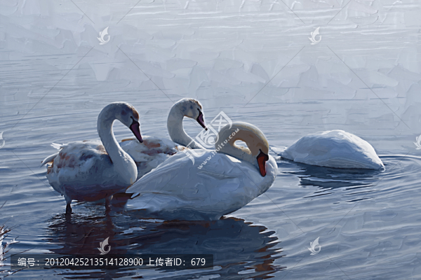 天鵝