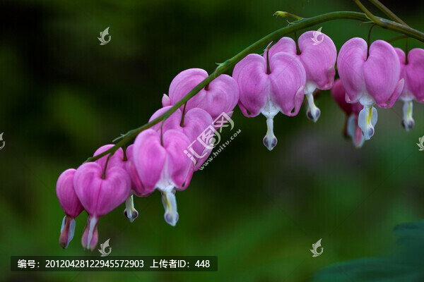 荷包牡丹