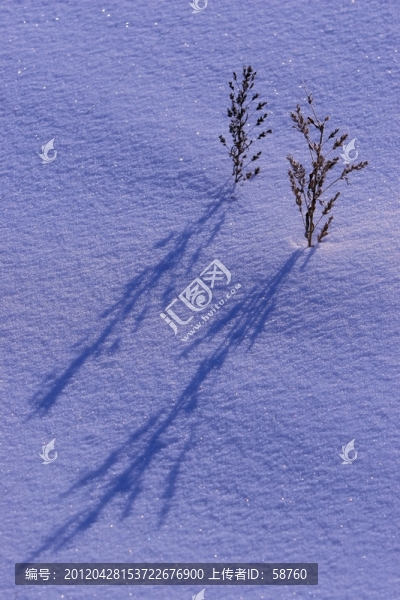 雪地上的野草