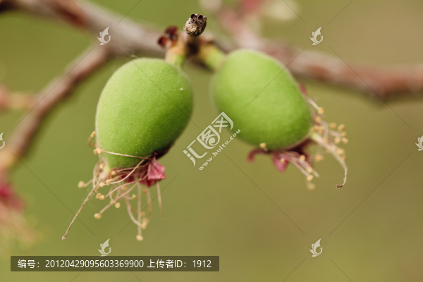 杏花