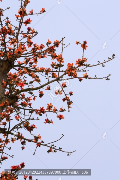 木棉花