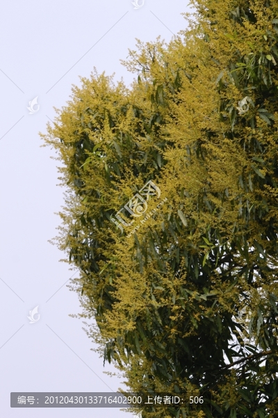 扁桃花