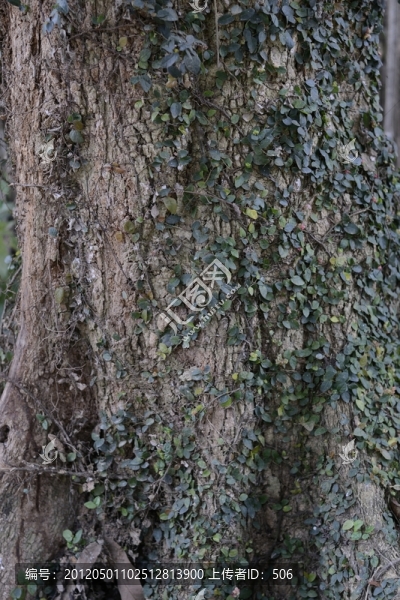老樹(shù)皮