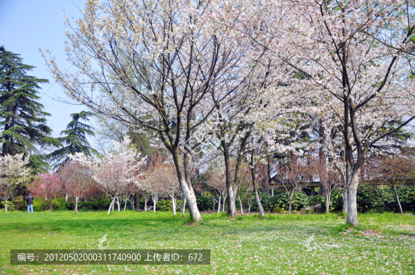 櫻花盛開