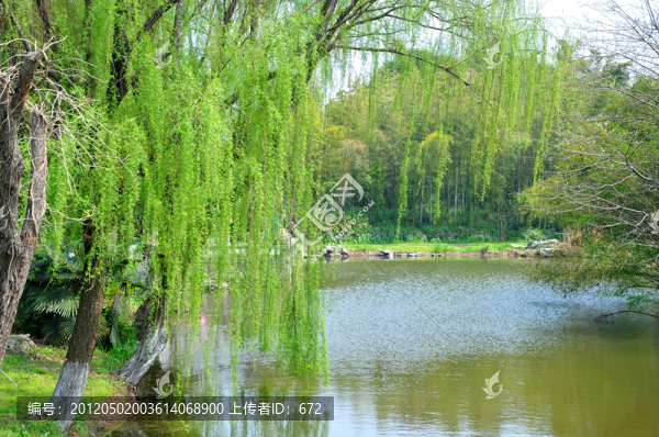 水邊垂柳