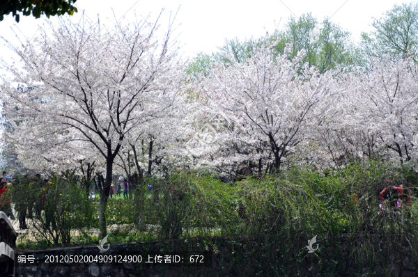櫻花