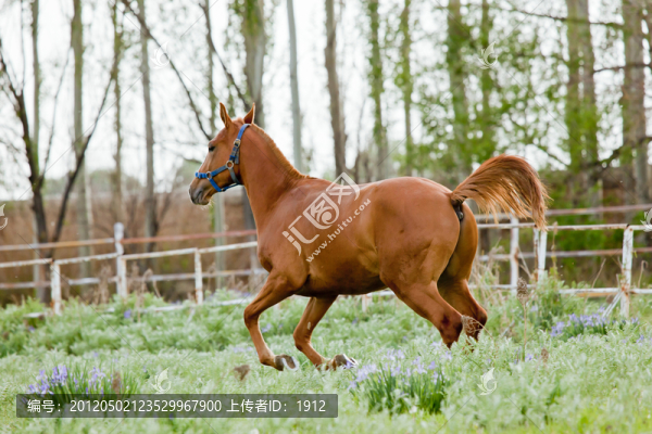 伊犁馬
