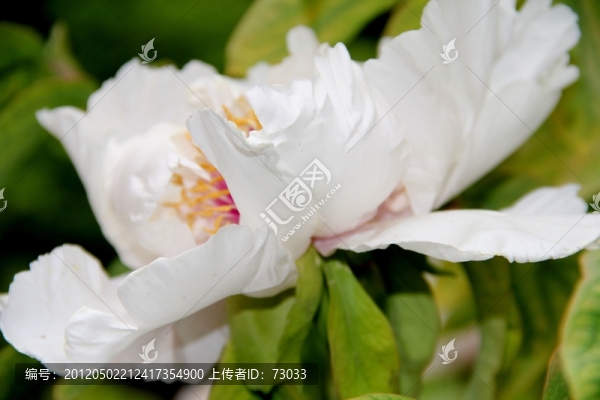 牡丹