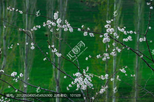 伊犁新源杏花
