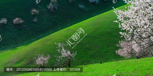 伊犁新源杏花（大圖）