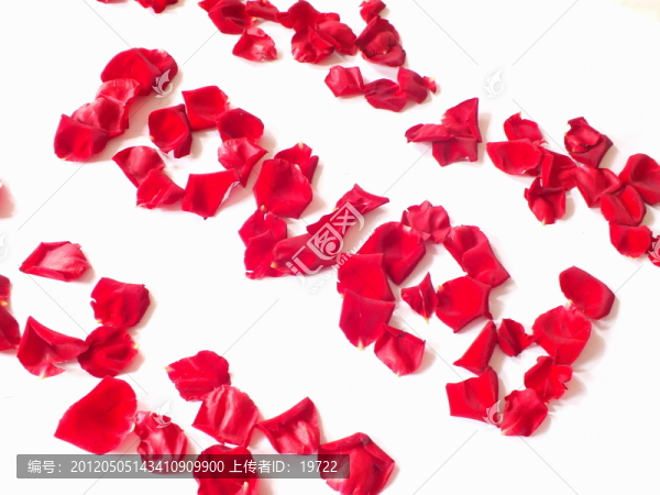 玫瑰花瓣