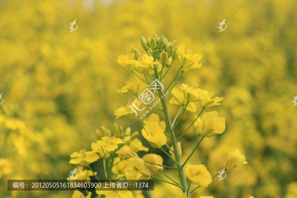 油菜花