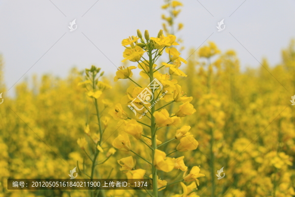 油菜花