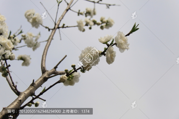 白花枝條