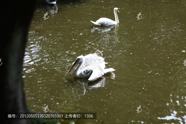 水鳥,鵜鶘
