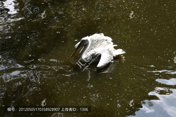 水鳥,鵜鶘