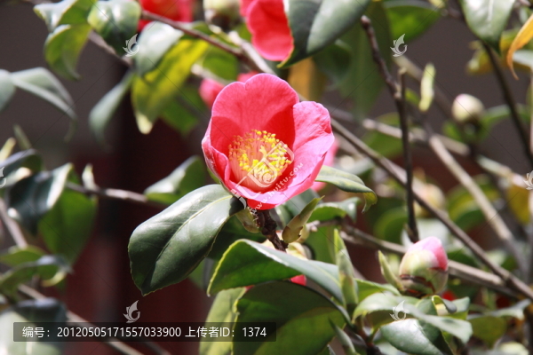 茶花