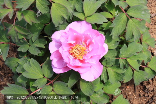粉紅牡丹花