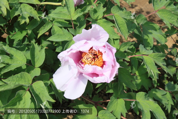 粉白牡丹花