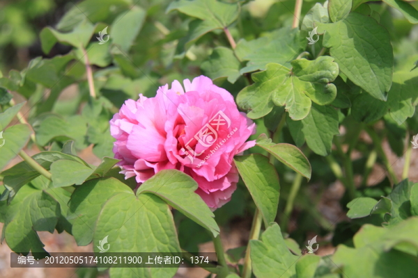 牡丹花