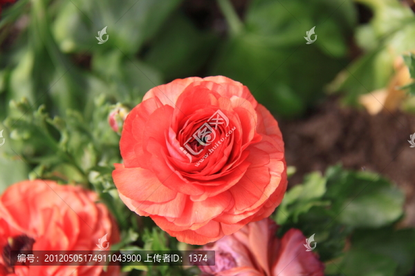 桔紅花毛茛,洋牡丹