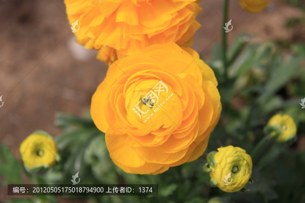 黃色花毛茛,洋牡丹