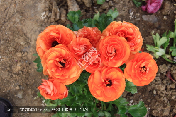 桔黃花毛茛,洋牡丹