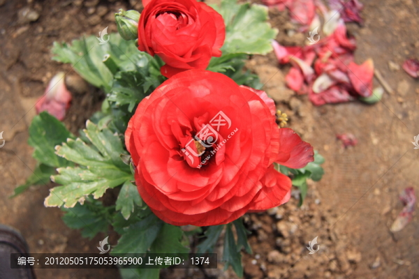 花毛茛,洋牡丹
