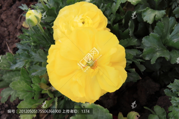 黃色花毛茛,洋牡丹