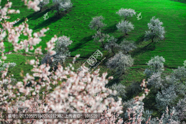 土爾根,杏花溝