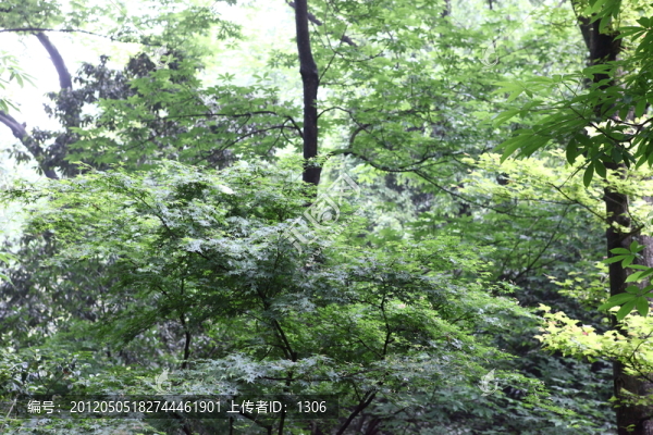 樹枝樹葉