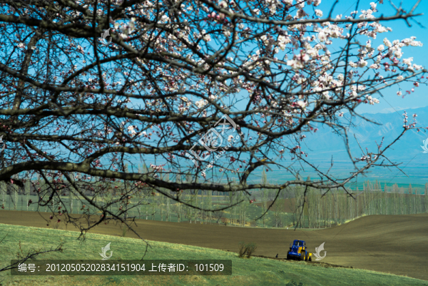 土爾根,杏花溝